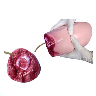 Geavanceerd PVC-model De ideale oplossing voor verpleegkunde van onderlichaamschade en dijamputatie
