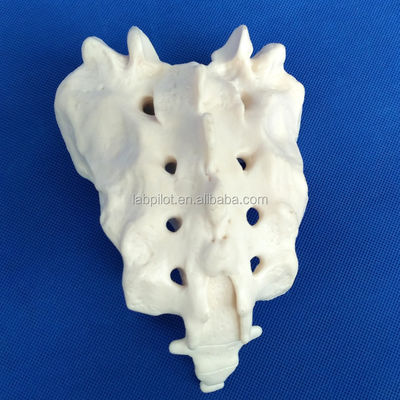 Levendige wervelmodellen voor de medische wetenschap Cervicale thoracale lumbale sacrum en Coccyx