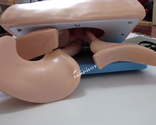 Multifunctionele menselijke simulator voor luchtwegbeheer en kruispunctie in ziekenhuizen