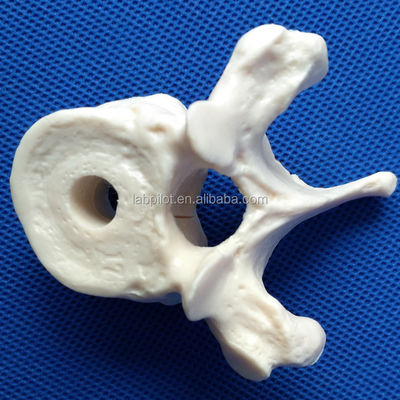 Levendige wervelmodellen voor de medische wetenschap Cervicale thoracale lumbale sacrum en Coccyx