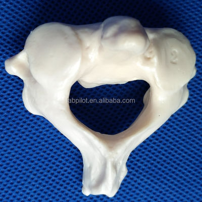 Levendige wervelmodellen voor de medische wetenschap Cervicale thoracale lumbale sacrum en Coccyx