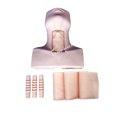 Maniek Anatomie Onderwijs Tracheostomie Demonstratie Model voor Medische Wetenschap vak