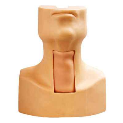 Maniek Anatomie Onderwijs Tracheostomie Demonstratie Model voor Medische Wetenschap vak