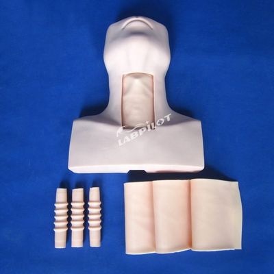 Maniek Anatomie Onderwijs Tracheostomie Demonstratie Model voor Medische Wetenschap vak