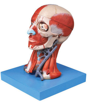 Anatomische demonstratie Mensenkop met spieren en hersenen Anatomisch rompmodel