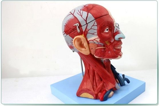 Anatomische demonstratie Mensenkop met spieren en hersenen Anatomisch rompmodel