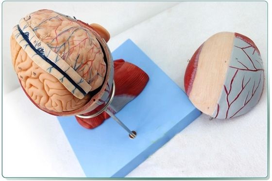 Anatomische demonstratie Mensenkop met spieren en hersenen Anatomisch rompmodel