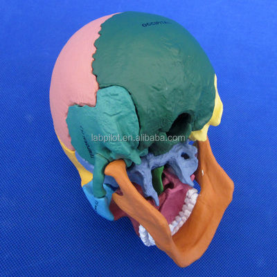 Geavanceerde PVC gekleurde schedelmodel assemblage voor anatomische demonstratie demonstratie