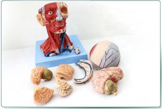 Anatomische demonstratie Mensenkop met spieren en hersenen Anatomisch rompmodel