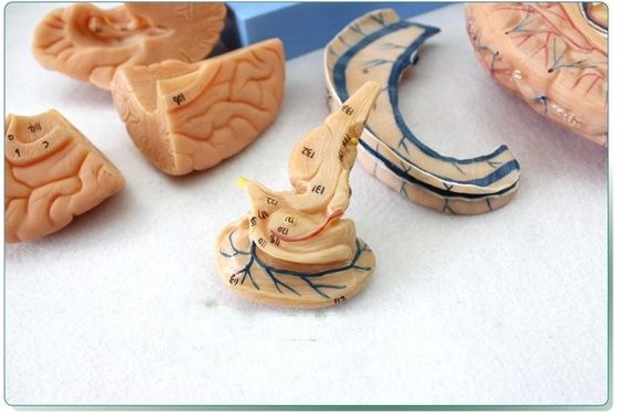 Anatomische demonstratie Mensenkop met spieren en hersenen Anatomisch rompmodel