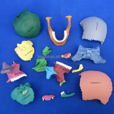Geavanceerde PVC gekleurde schedelmodel assemblage voor anatomische demonstratie demonstratie