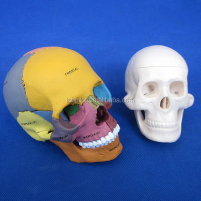 Geavanceerde PVC gekleurde schedelmodel assemblage voor anatomische demonstratie demonstratie
