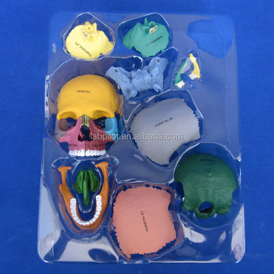 Geavanceerde PVC gekleurde schedelmodel assemblage voor anatomische demonstratie demonstratie