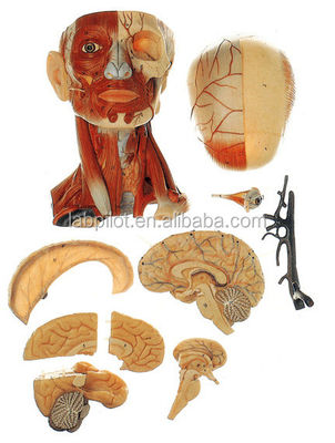 Onderwijs Anatomie Demonstratie Mensenkop Model met spieren Nerven Brein Levensgrootte