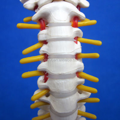 Kleine ruggengraatmodel met wervelkolom bekken en dijbeen 45cm menselijk skelet
