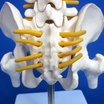 Kleine ruggengraatmodel met wervelkolom bekken en dijbeen 45cm menselijk skelet