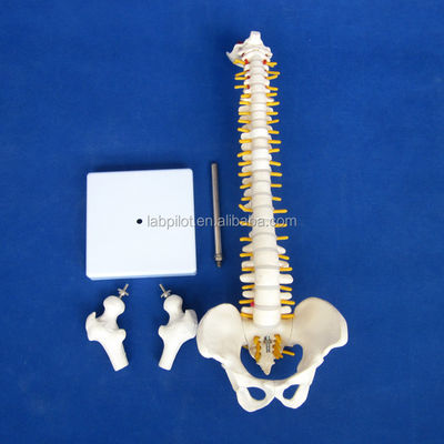 Kleine ruggengraatmodel met wervelkolom bekken en dijbeen 45cm menselijk skelet