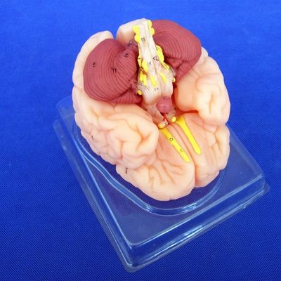 Mensenbreinmodel 8 delen Anatomisch model voor scholen en onderwijsinstellingen