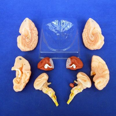 Mensenbreinmodel 8 delen Anatomisch model voor scholen en onderwijsinstellingen