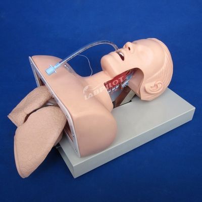Leider van de opleiding voor elektronische intubatie voor geavanceerd luchtwegbeheer Model NG Tube Function