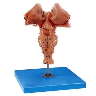 Versterkt hersenstammodel: een must-have voor medische anatomische demonstratie op scholen