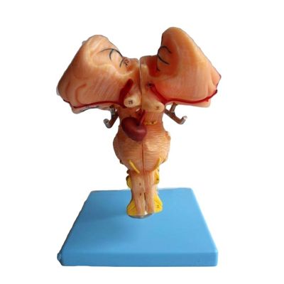 Versterkt hersenstammodel: een must-have voor medische anatomische demonstratie op scholen