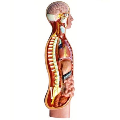 Human Autonomic Parasympathetic Nerve Spinal Cord Anatomy Model Geavanceerde PVC-onderwijshulpmiddelen