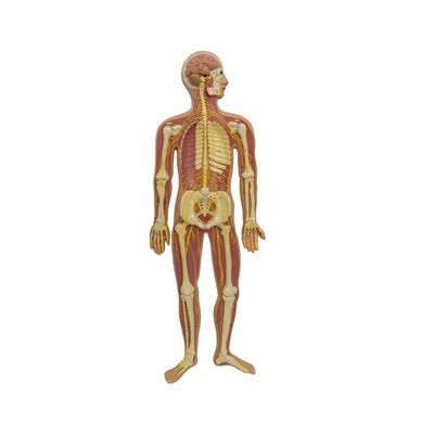 Human Autonomic Parasympathetic Nerve Spinal Cord Anatomy Model Geavanceerde PVC-onderwijshulpmiddelen