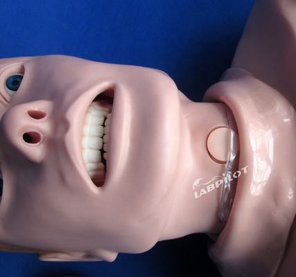 Professionele mannequin in levensgrootte voor volwassenen met halve lichaam CPR en intubatie training