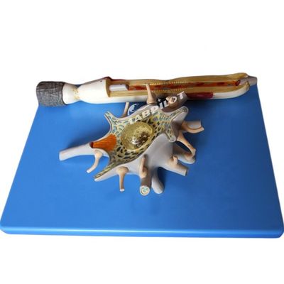 Geavanceerd PVC-anatomisch model van vergroot neuronale cellichaam en zenuwvezelstructuur