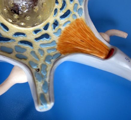 Geavanceerd PVC-anatomisch model van vergroot neuronale cellichaam en zenuwvezelstructuur
