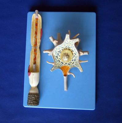 Geavanceerd PVC-anatomisch model van vergroot neuronale cellichaam en zenuwvezelstructuur