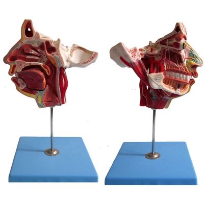 Medische wetenschappen Gedetailleerde anatomie van 100 zenuwen en bloedvaten in het schedelmodel