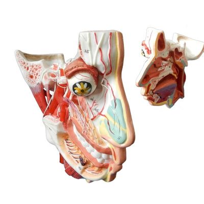 Medische wetenschappen Gedetailleerde anatomie van 100 zenuwen en bloedvaten in het schedelmodel