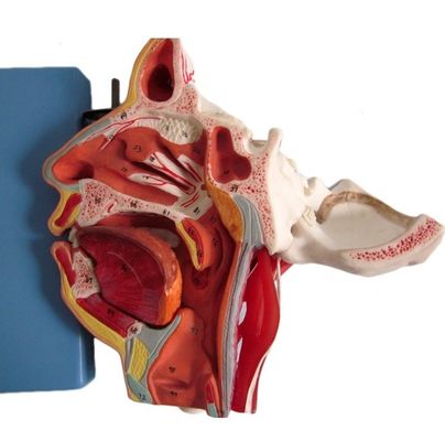 Medische wetenschappen Gedetailleerde anatomie van 100 zenuwen en bloedvaten in het schedelmodel