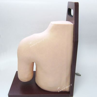 Geavanceerde PVC medische opleiding Schoudergewricht Intracavitary Injection Simulator Onderwijsmodel
