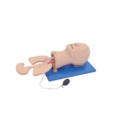 Geavanceerd PVC-luchtwegbeheermodel voor intubatie- en zuigopleiding in de gezondheidszorg