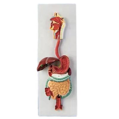 Gevorderd PVC 3D menselijk spijsverteringssysteem Anatomisch model voor medische demonstraties