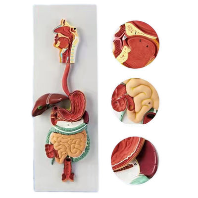 Gevorderd PVC 3D menselijk spijsverteringssysteem Anatomisch model voor medische demonstraties