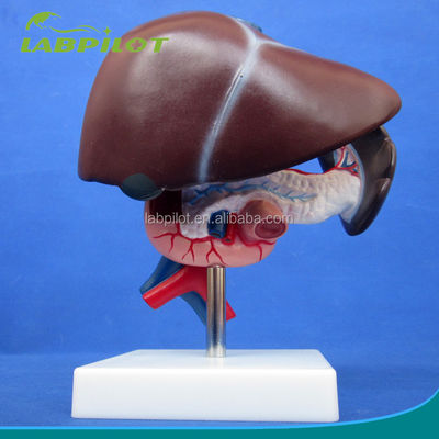 Functie Menselijke lever Medische anatomische demonstratie van de alvleesklier en duodenum Model