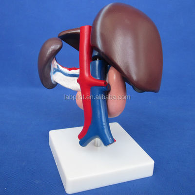Functie Menselijke lever Medische anatomische demonstratie van de alvleesklier en duodenum Model