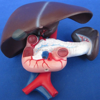 Functie Menselijke lever Medische anatomische demonstratie van de alvleesklier en duodenum Model