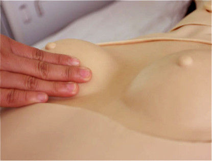 Geslachtsspecifieke genitale mannequin voor medische wetenschappen Training Caregiver Edition