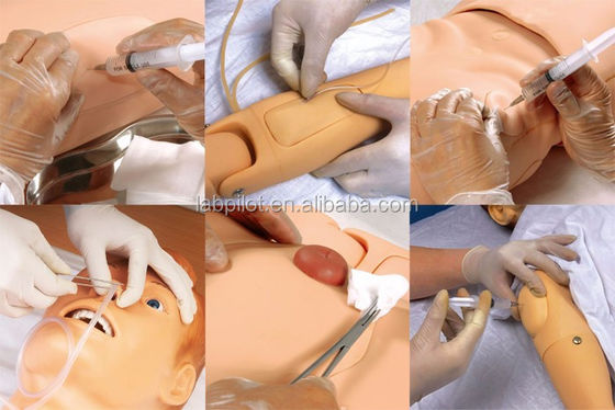 Geslachtsspecifieke genitale mannequin voor medische wetenschappen Training Caregiver Edition