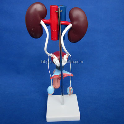 Mensengrootte Anatomisch urinemodel voor gedetailleerde studie van mannelijk urogenitaal systeem