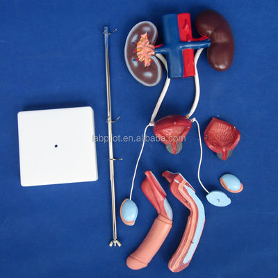 Mensengrootte Anatomisch urinemodel voor gedetailleerde studie van mannelijk urogenitaal systeem