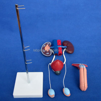 Mensengrootte Anatomisch urinemodel voor gedetailleerde studie van mannelijk urogenitaal systeem