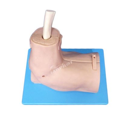 Vivid Shoulder Joint Anatomy Training Model met afneembare schouderartroscopie simulator