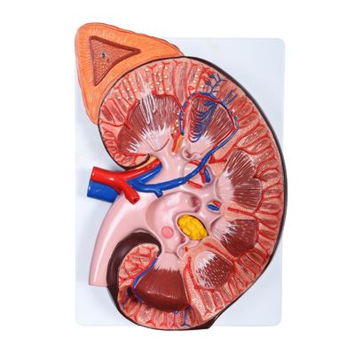 Afneembare anatomische niermodel voor medische demonstratie in ziekenhuizen en klinieken