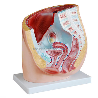 Gedetailleerde anatomie Mensen vrouwelijk bekkenmodel in geavanceerd PVC voor medische praktijk